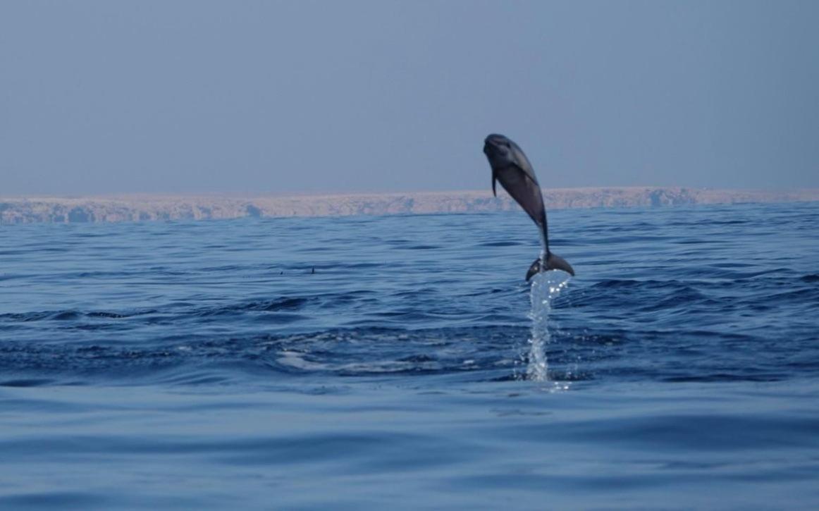 Salem Fish Guest House Ras al Hadd Exterior photo